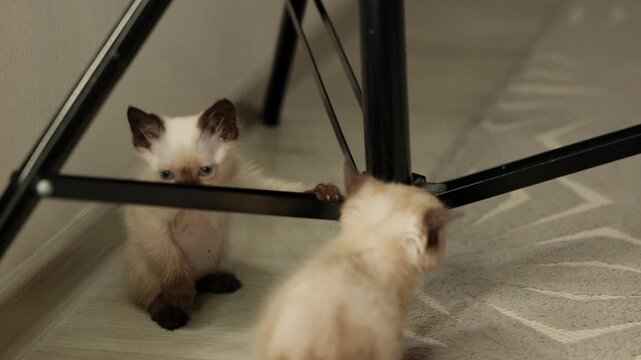 Two small siamese cats play on the floor with a feather toy near a tripod. Owner combs a cat resting on a blanket. The kittens scratch because of fleas. Home interior, playful and cozy moment.
