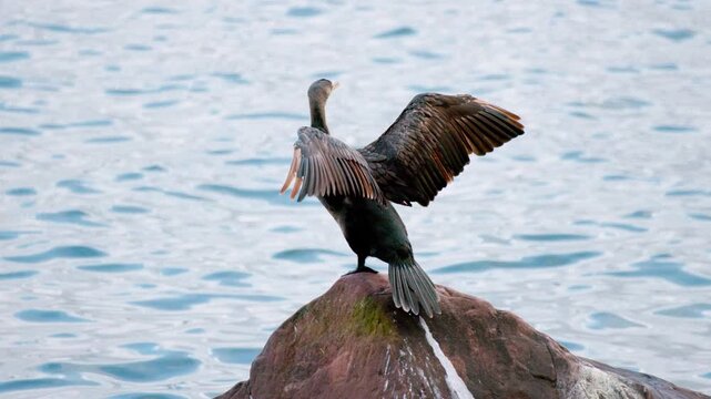 Double Crested Cormorant (Nannopterum auritum) Stretching Wings on Rock at Devils Lake State Park