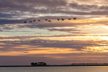 Fliegende Kraniche am fr&uuml;hen Morgen zum Sonnenaufgang am Bodden vor Zingst.