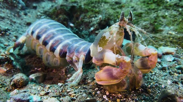 Large Zebra Mantis shrimp exposed on sandy bottom with some rubble. Medium shot showing all body parts. Shot during daylight.