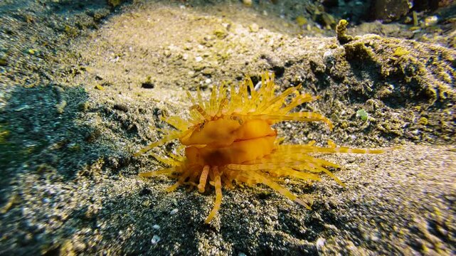 A fileclam moves in circles across the sandy seabed using the recoil principle. This clam has striped orange tentacles and is known as the Hirase's file clam.
