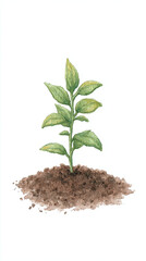Discover the Beauty of Growth: Captivating Botanical Illustration of a Sprouting Seedling in Rich Soil