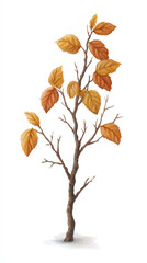 Captivating Watercolor Illustration of a Delicate Tree with Autumn Leaves: A Serene Representation of Nature and Seasonality