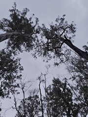 Tahune Adventures Tasmania