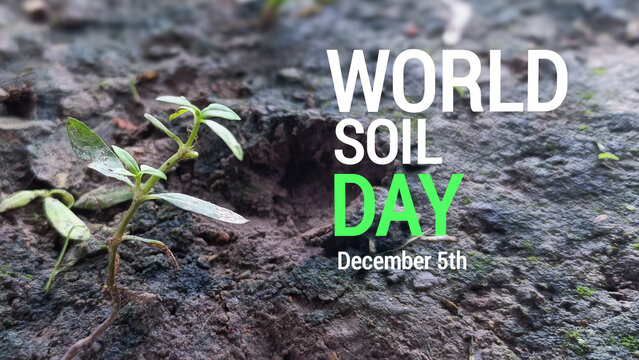 Celebrating World Soil Day December 5th Nurturing the Foundation of Life for a Sustainable Future