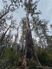 Tahune Adventures Tasmania