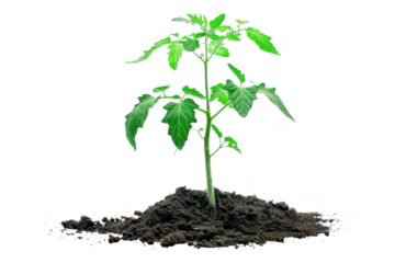 A seedling growing in the soil on transparent background