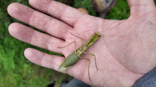 Large green praying mantis on a person's hand. 4K slow-motion video. Macro view of a praying mantis on a person's hand as it looks around.