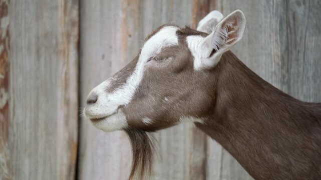 Close-Up Portrait of a Domestic Sheep