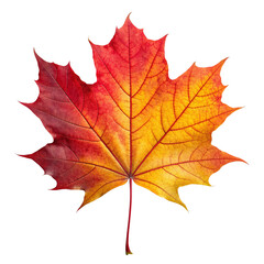 Fototapeta premium Red autumn maple leaf isolated on white background
