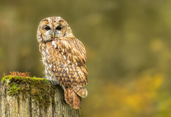 Tawny Owl in Autumn, Scientific name:   Strix Aluco. Close up of an alert Tawny Owl perched on an old gate post covered in moss facing front.  Horizontal.  Copy space.