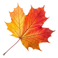 Fototapeta premium Closeup of colorful autumn maple leaves in red, yellow, and orange, perfectly isolated on white