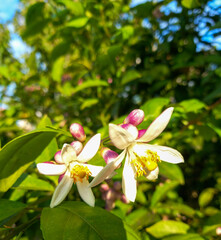  Citrus tree blossom in autumn, beautiful pink flowering