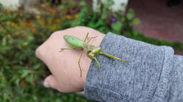 Large green praying mantis on a person's hand. 4K slow-motion video. Macro view of a praying mantis on a person's hand as it looks around.