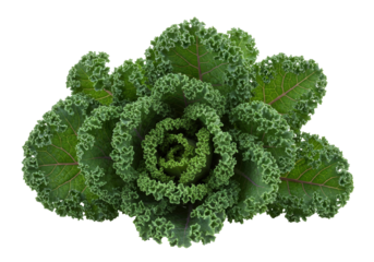 Isolated decorative kale plant, an ornamental leafy green rosette for garnishes and salads