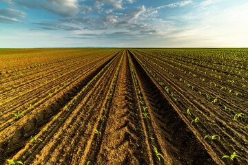 Young corn plants growing in agricultural farm field
