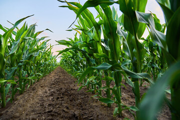 Green cornfield growing in rows under sky