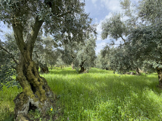 olive trees on green grass in Mediterranean countryside