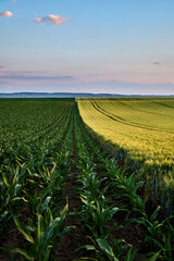 Dividing agricultural field showing corn and wheat crops