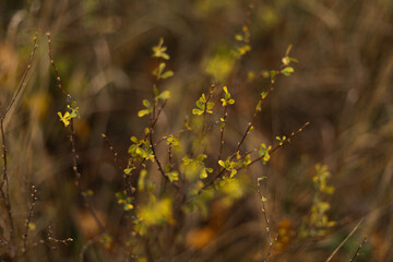 Small branches with yellow leaves in soft focus