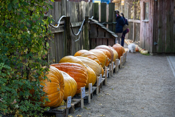 K&uuml;rbisfest in Kaldow &ndash; kreative Herbstdekorationen und K&uuml;rbiskunst