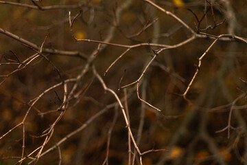 Bare tree branches against a soft autumn backgroun