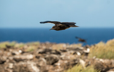 Sterne fuligineuse, Onychoprion fuscatus, Sooty Tern, Ile Ascension