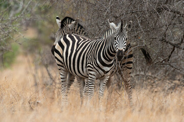 Zèbre de Burchell, Equus quagga, Parc national Kruger, Afrique du Sud