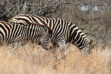 Zèbre de Burchell, Equus quagga, Parc national Kruger, Afrique du Sud