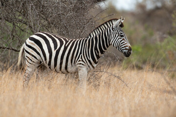 Zèbre de Burchell, Equus quagga, Parc national Kruger, Afrique du Sud