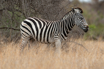 Zèbre de Burchell, Equus quagga, Parc national Kruger, Afrique du Sud