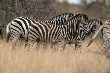 Zèbre de Burchell, Equus quagga, Parc national Kruger, Afrique du Sud