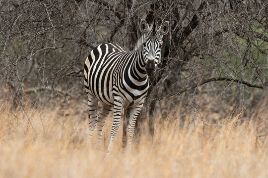 Zèbre de Burchell, Equus quagga, Parc national Kruger, Afrique du Sud