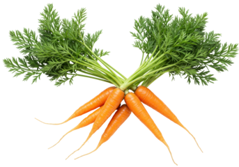 Isolated bunch of fresh, vibrant, bright orange carrots with green tops ready to eat raw