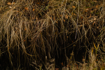 Dense brown grass forming a natural autumn texture.