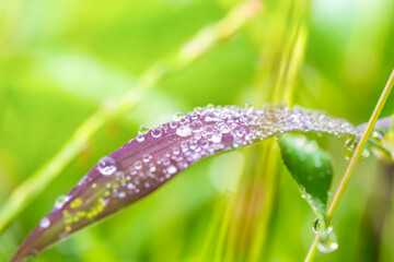 日差しを受けて輝く朝露
