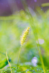 朝日を浴びるエノコログサ（猫じゃらし）
