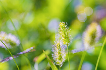 朝日を浴びるエノコログサ（猫じゃらし）
