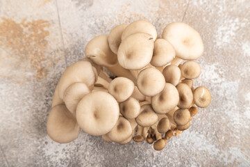 Raw Oyster mushroom, Pleurotus ostreatus on brown concrete, Top view