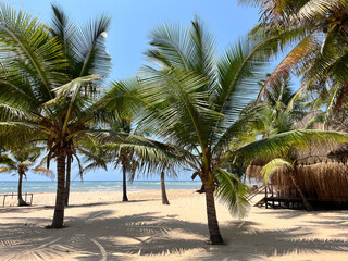 palm trees on the beach with white sand and the shadows in intricate patterns