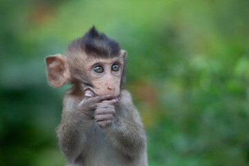 可愛いサル