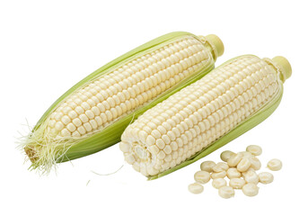 Isolated sweet corn on the cob, uncooked, fresh harvest ready to cook a healthy meal, vegan