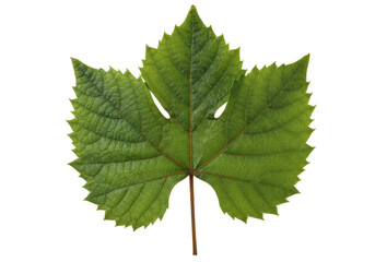Isolated grape vine leaf, three-lobed form, serrated edges, green, leafstalk, details visible