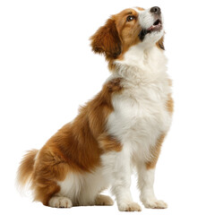 A beautiful fluffy young brown and white dog sits attentively in a profile view looking upward with an open mouth isolated on transparent background. PNG die-cut for advertising