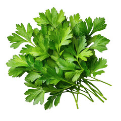 Fresh Green Parsley Leaves And Stems Fanned Out isolated on transparent background. PNG die-cut for advertising