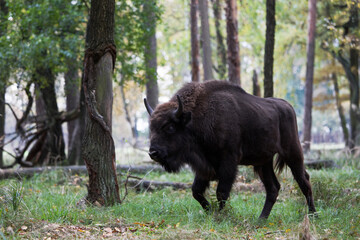 Stado polskich żubrów na pierwotnym jesiennym lesie