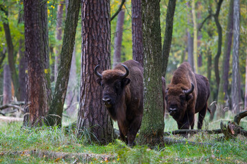 Stado polskich żubrów na pierwotnym jesiennym lesie