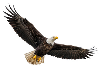 Fototapeta premium Majestic bald eagle in flight isolated on transparent background
