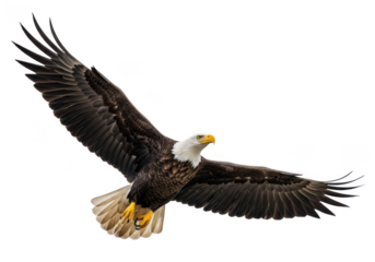 Majestic bald eagle in flight isolated on transparent background