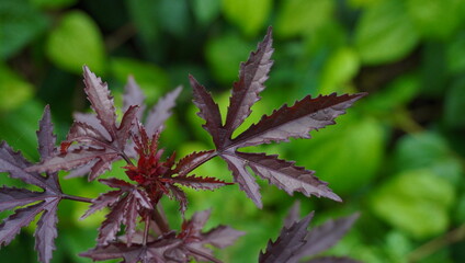 The deep red Mahogany Splendor Hibiscus